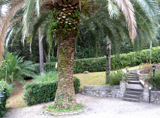 Villa Magnolia, Procchio, Insel Elba